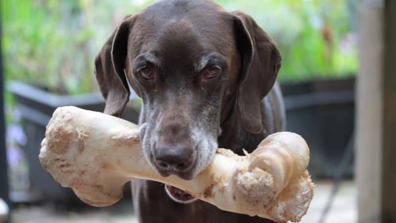 how-much-to-feed-a-german-shorthaired-pointer-puppy