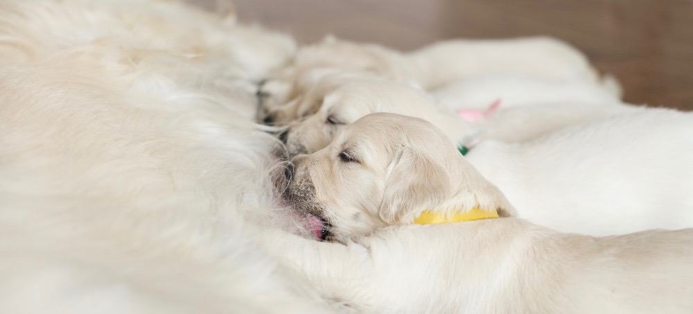 Great Pyrenees Development