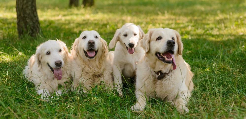 Great Pyrenees Growth