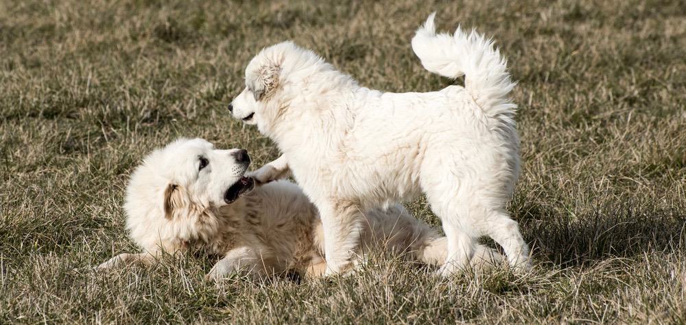 Great Pyrenees Puppy Development