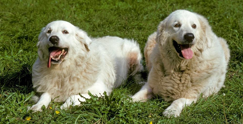 Great Pyrenees Puppy Growth Chart