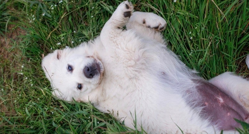 Great Pyrenees Weight Chart 