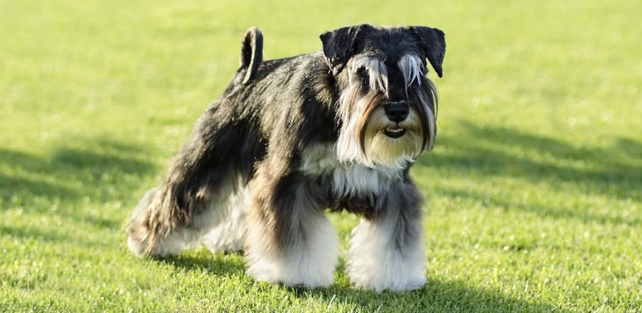 at what age is a miniature schnauzer full grown