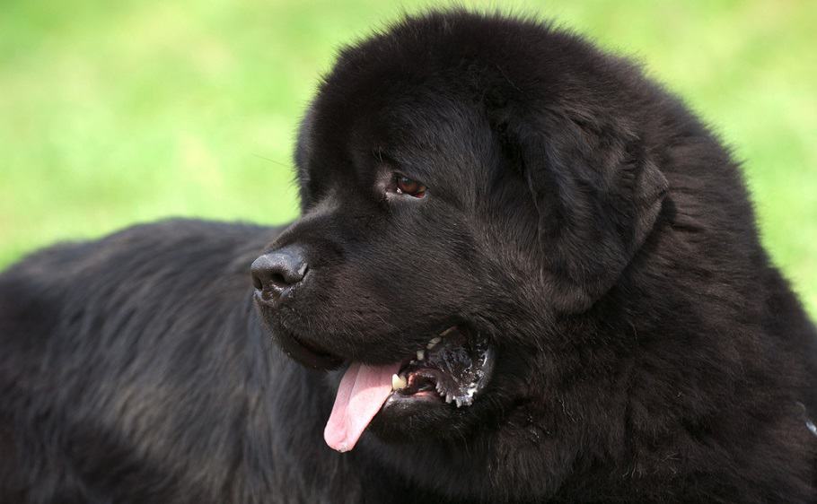 How Big Do Newfoundlands Get