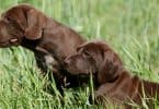 How Much To Feed A German Shorthaired Pointer