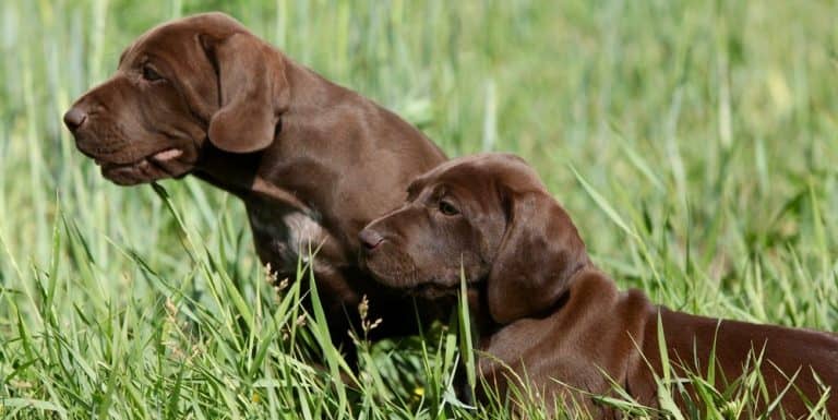 How Much To Feed A German Shorthaired Pointer Puppy? 4 Week – 6 Week – 8 Week Old GSP