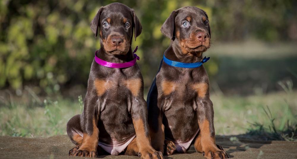 How Much To Feed Doberman Puppy - Dog Food Smart