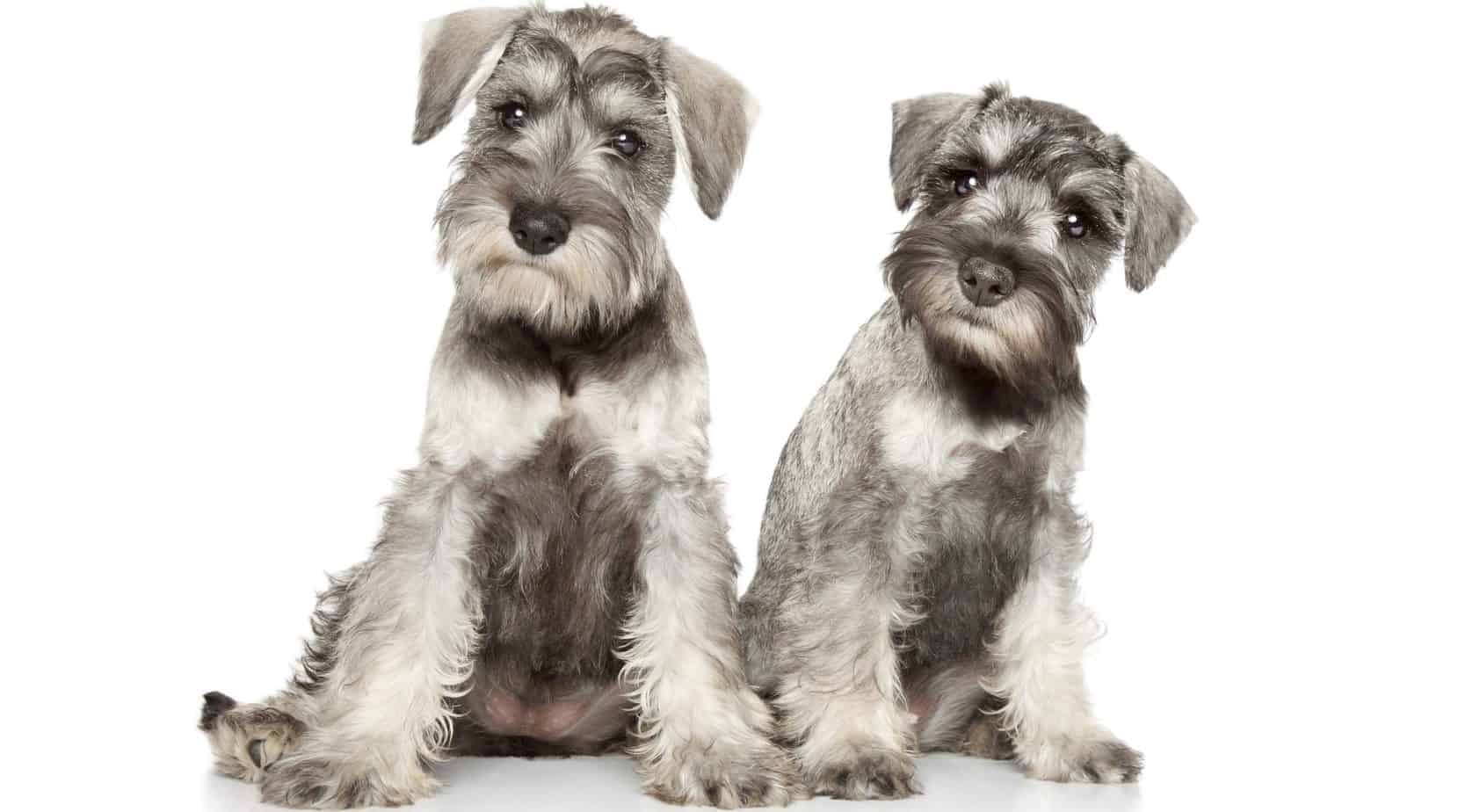 at what age is a miniature schnauzer full grown