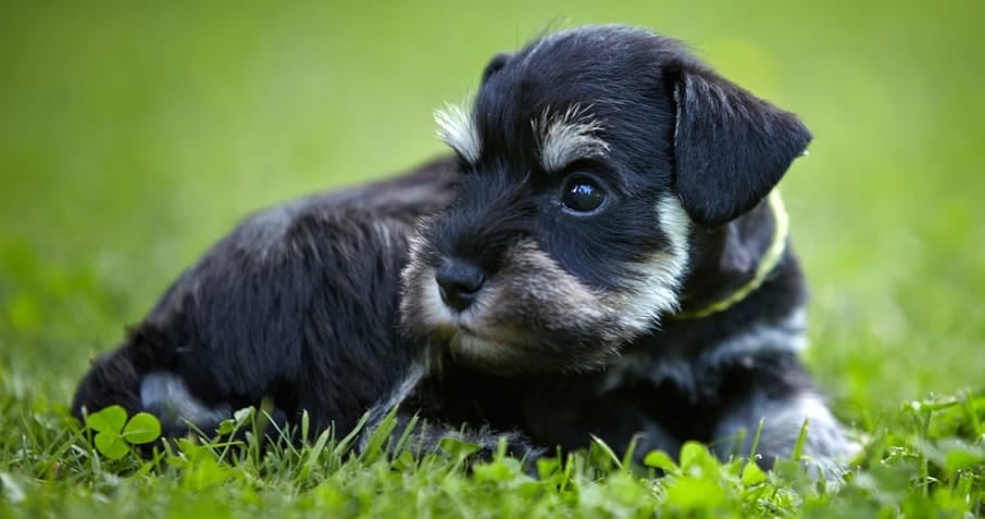 what age to neuter a mini schnauzer