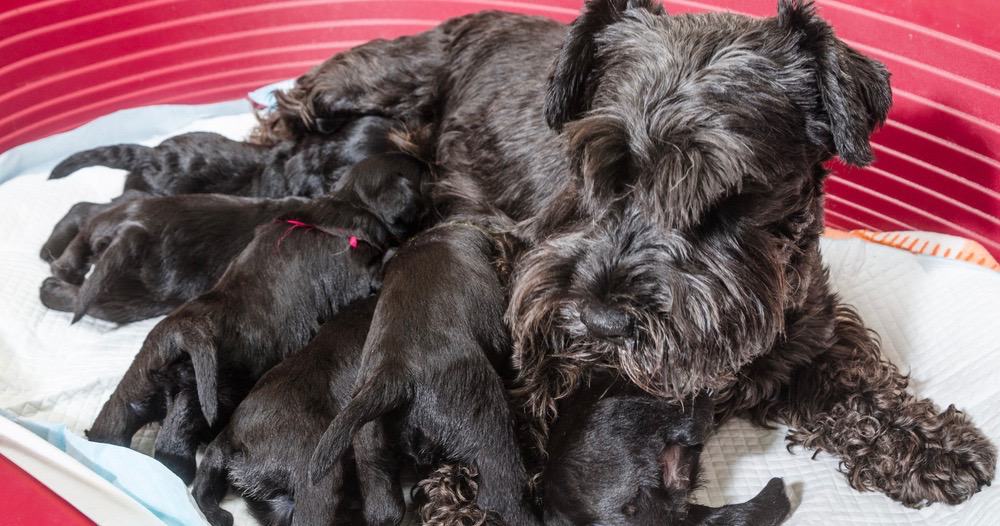 Miniature Schnauzer Pregnancy