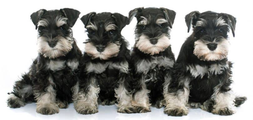 Miniature Schnauzer Growth Chart Miniature Schnauzer Full Grown