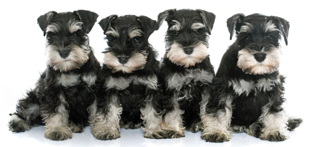 how long do mini schnauzer puppies