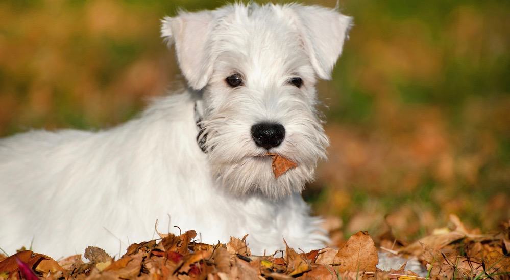 Miniature Schnauzer Puppy Weight Chart