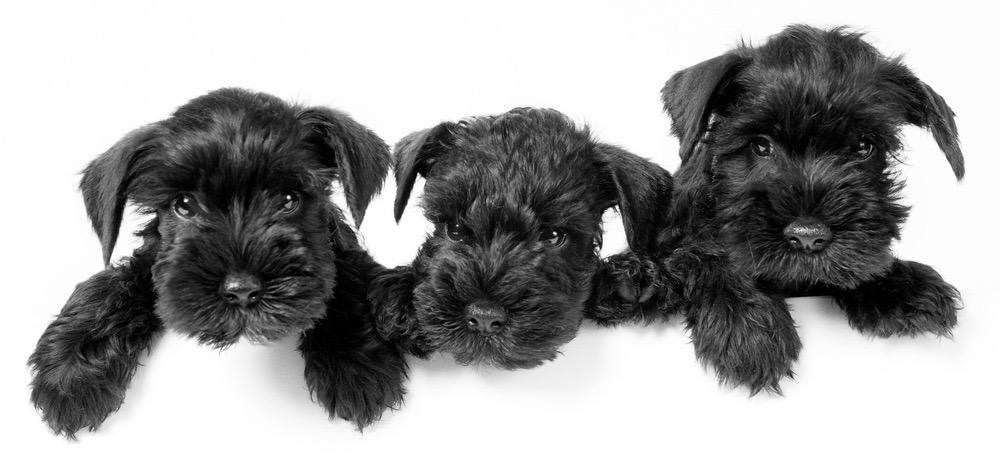 at what age is a miniature schnauzer full grown