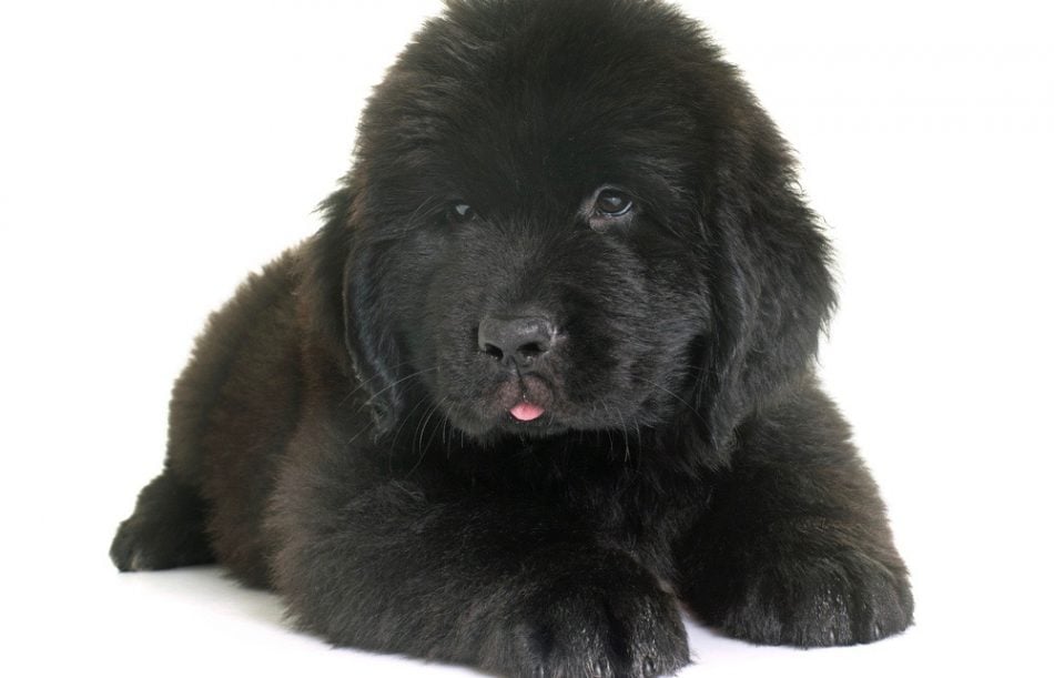 Newfoundland_Puppy_Development