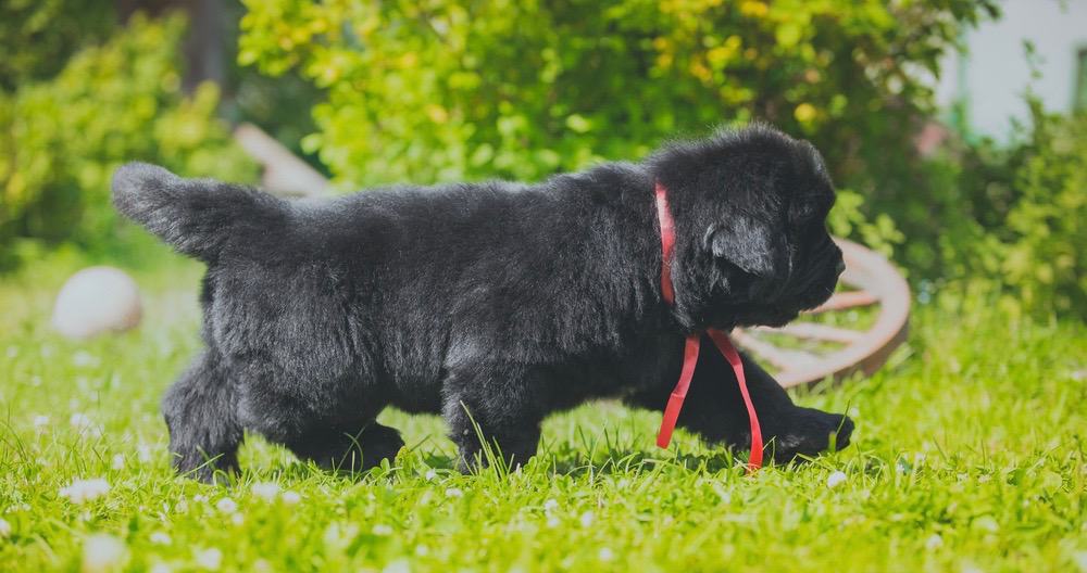 how much weight should a newfoundland puppy gain