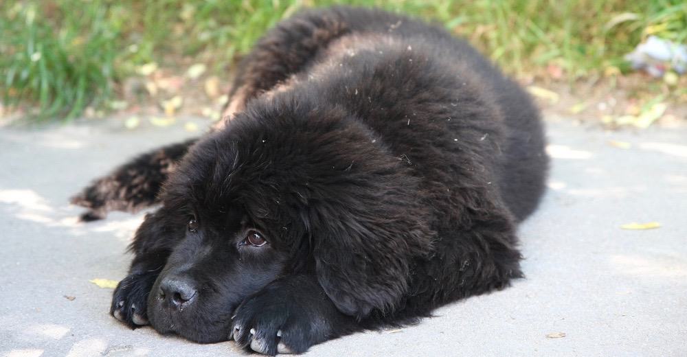 Newfoundland Right Weight