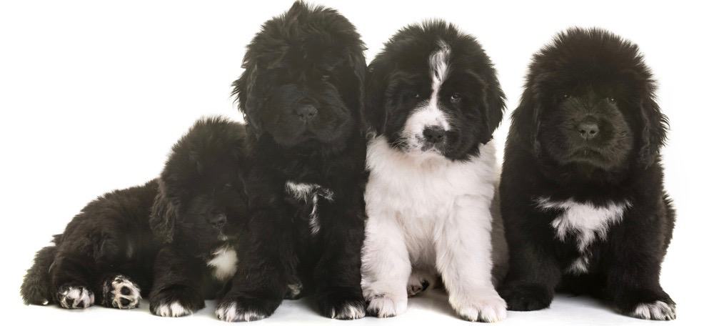 what age is a newfoundland fully grown