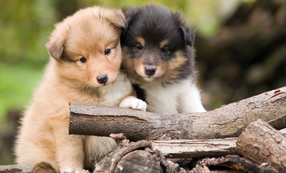 sheltie-growth-chart-sheltie-puppy-weight-chart