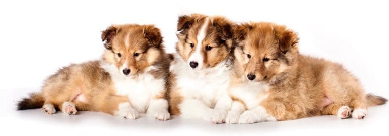 sheltie-growth-chart-sheltie-puppy-weight-chart