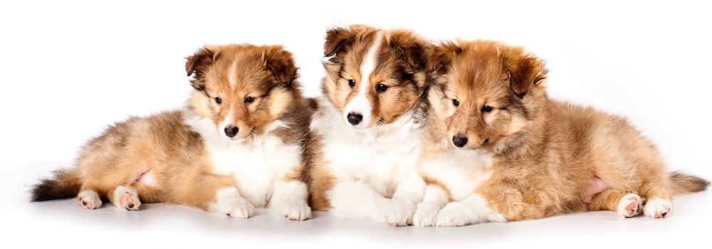 Sheltie Puppy Weight Chart