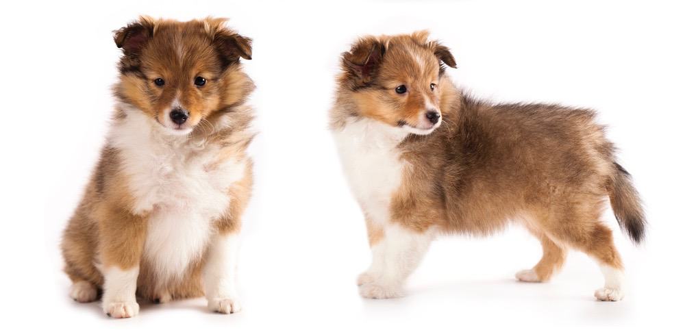 sheltie poo adult size