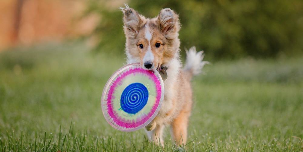 Sheltie Weight Chart