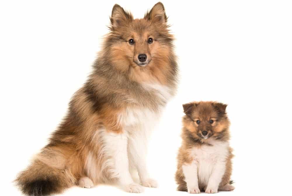 Shetland Sheepdog Development