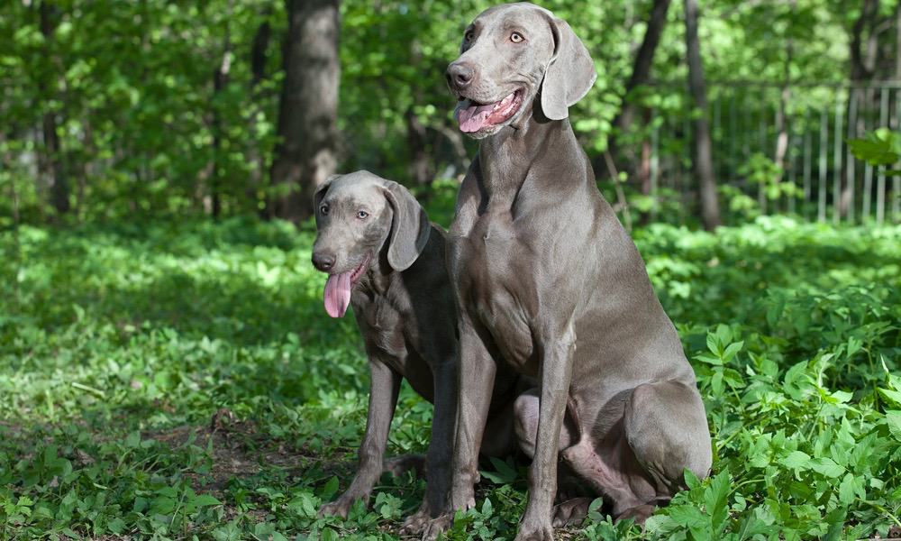 Weimaraner Puppy Development