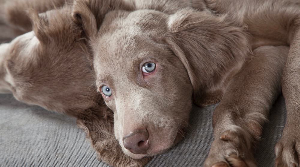 Weimaraner Puppy Weight Chart