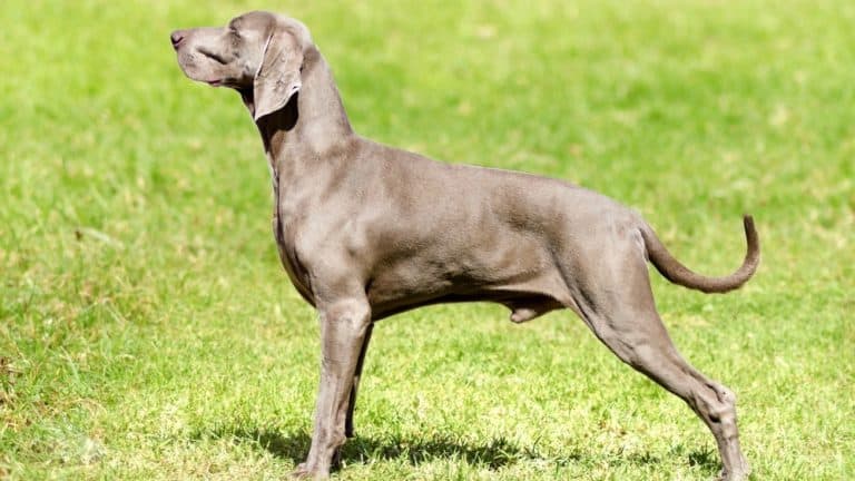 weimaraner-growth-chart-when-do-weimaraners-stop-growing