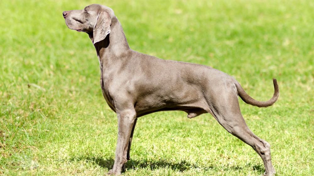 Weimaraner Right Weight