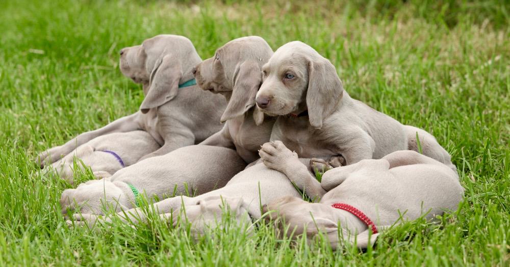 weimaraner-growth-chart-when-do-weimaraners-stop-growing