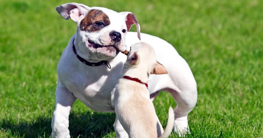 When Do American Bulldogs Stop Growing