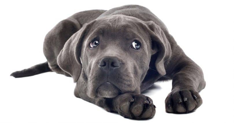 Cane Corso Growth Chart Cane Corso Puppy Weight Chart