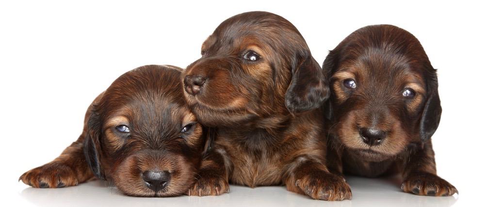  hvornår holder Gravhunde op med at vokse