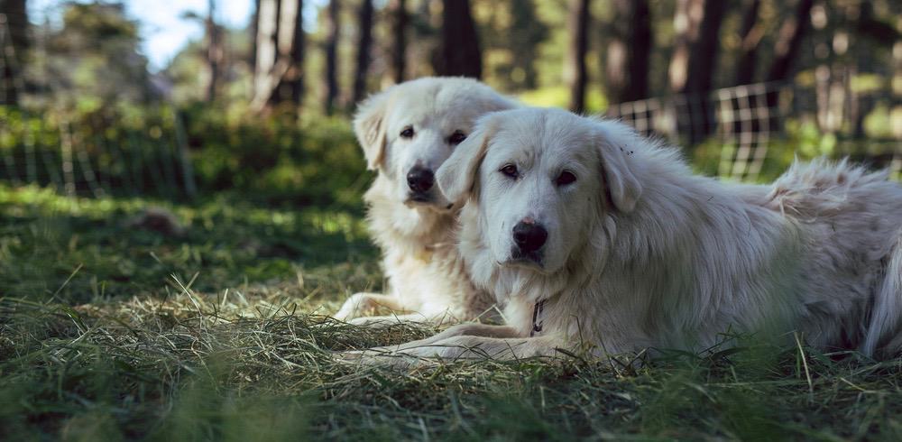 are male or female great pyrenees better