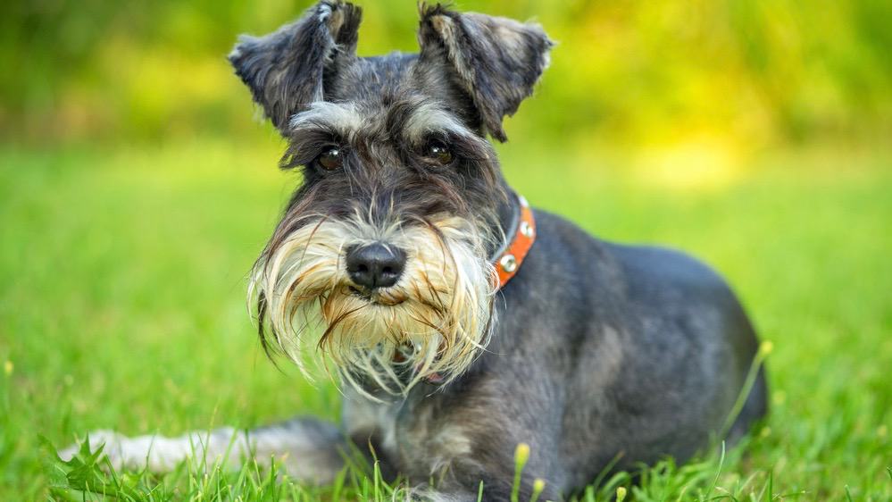 at what age is a miniature schnauzer full grown