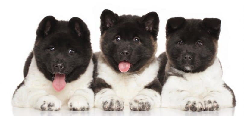 Akita Growth Chart (Weight & Size) | How Big Do Akitas Get