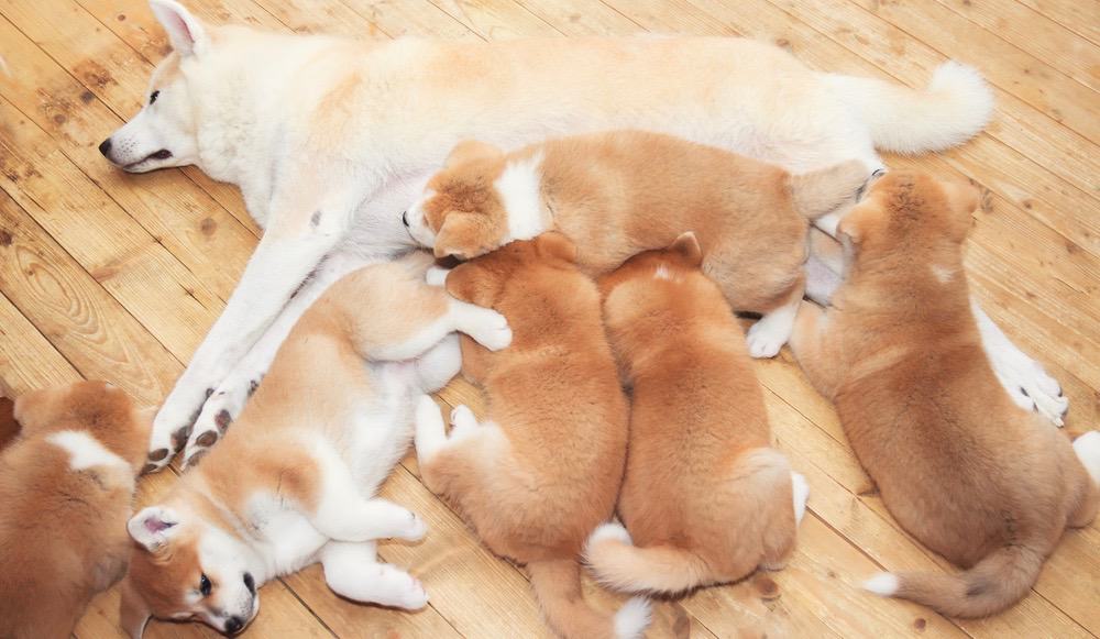 Akita Puppy Growth 