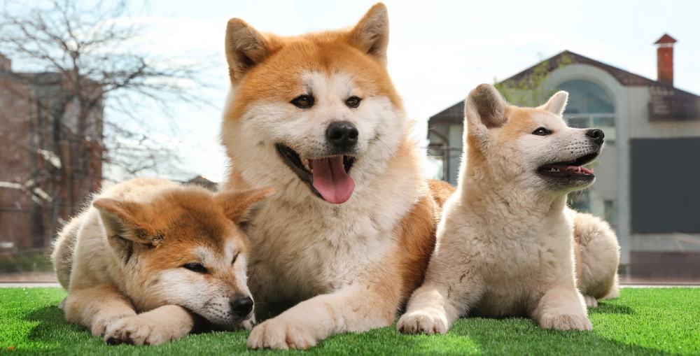 how big do akita inus get