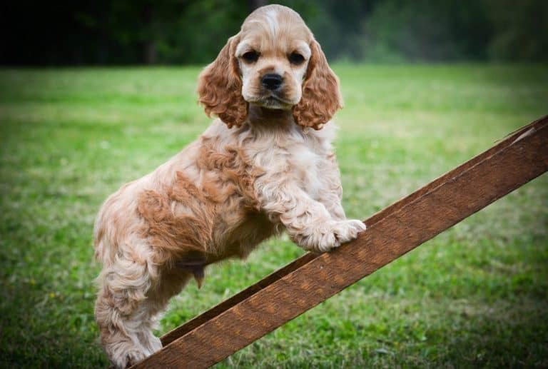 Cocker Spaniel Growth Chart Cocker Spaniel Weight Size