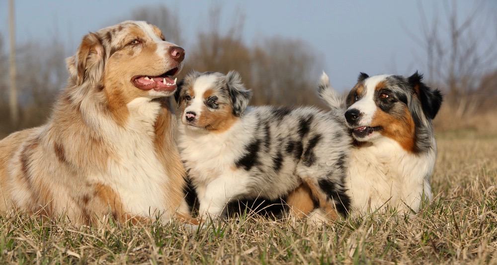 Australian Shepherd Bathing