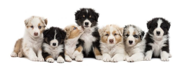 Australian Shepherd Lifespan | How Long Do Aussies Live