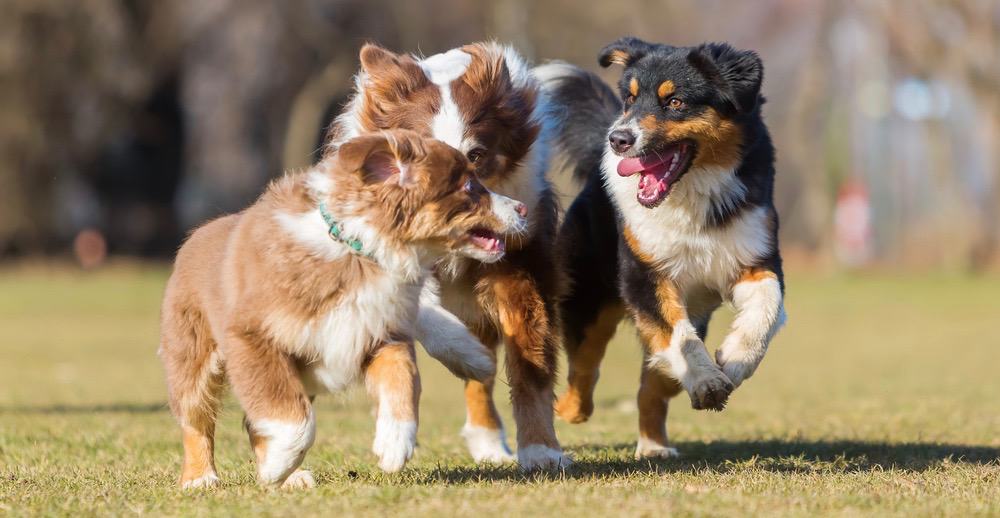 Australian Shepherd Lifespan How Long Do Aussies Live