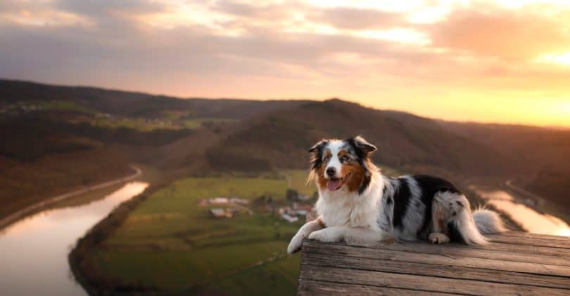 Australian Shepherd Lifespan How Long Do Aussies Live