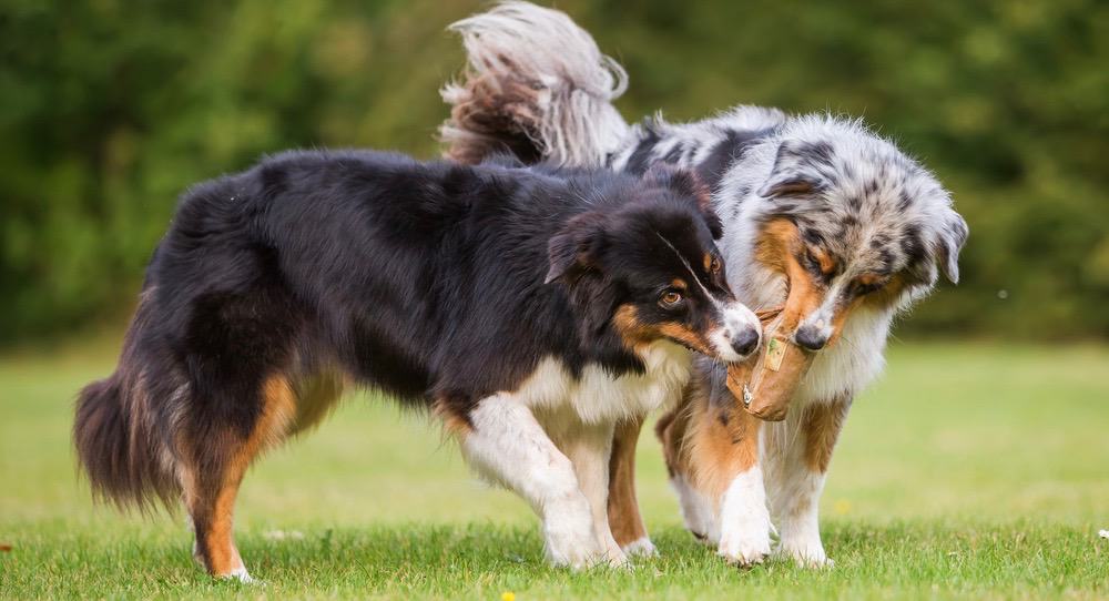 Australian Shepherd Puppy Shedding