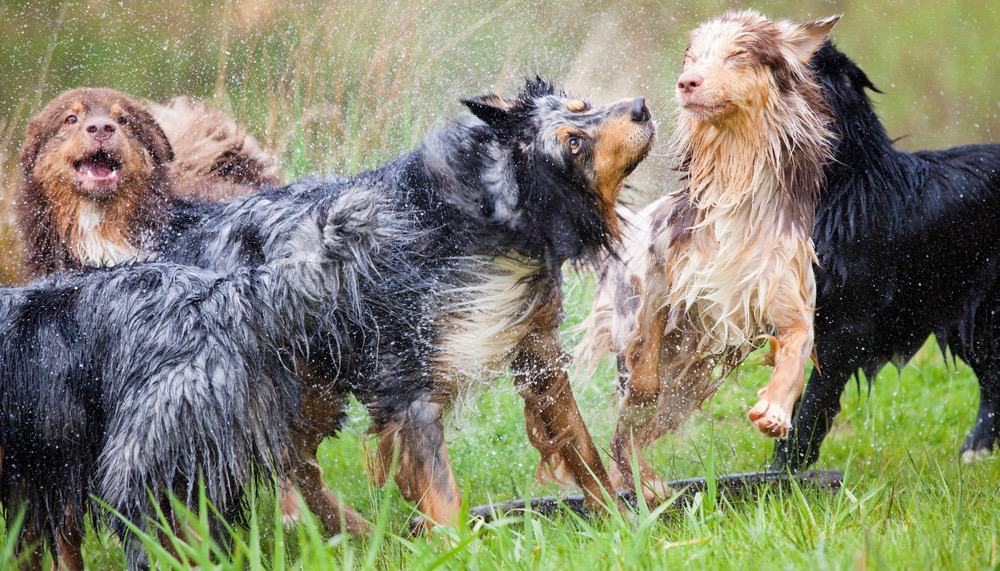 Australian Shepherd Shedding