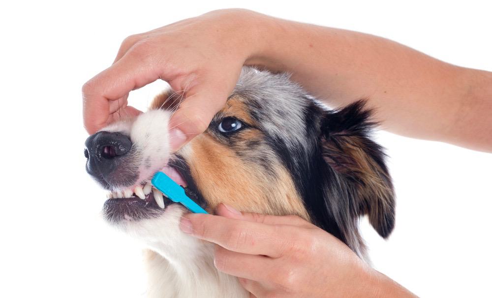 Australian Shepherd Teeth Cleaning