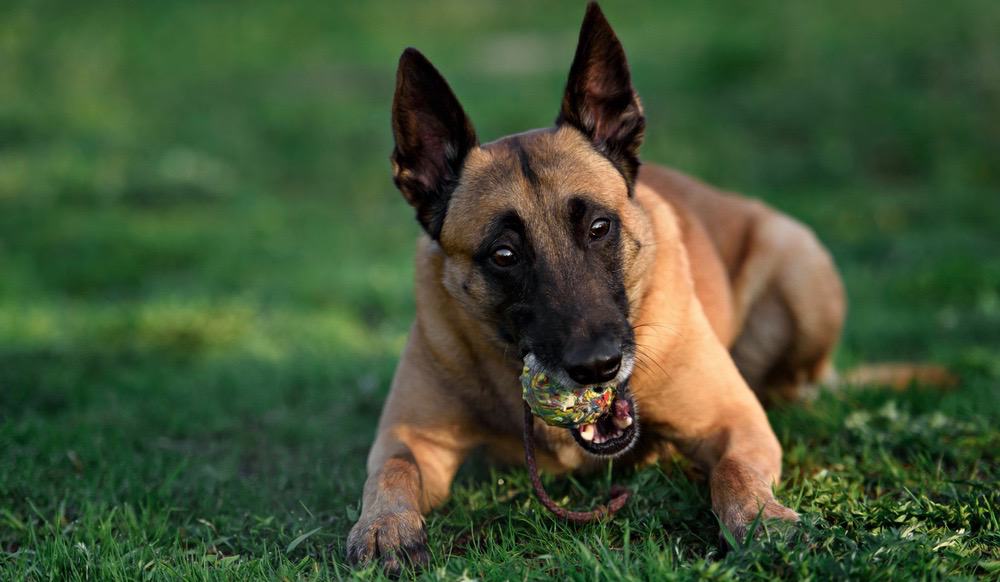 Belgian Malinois Development